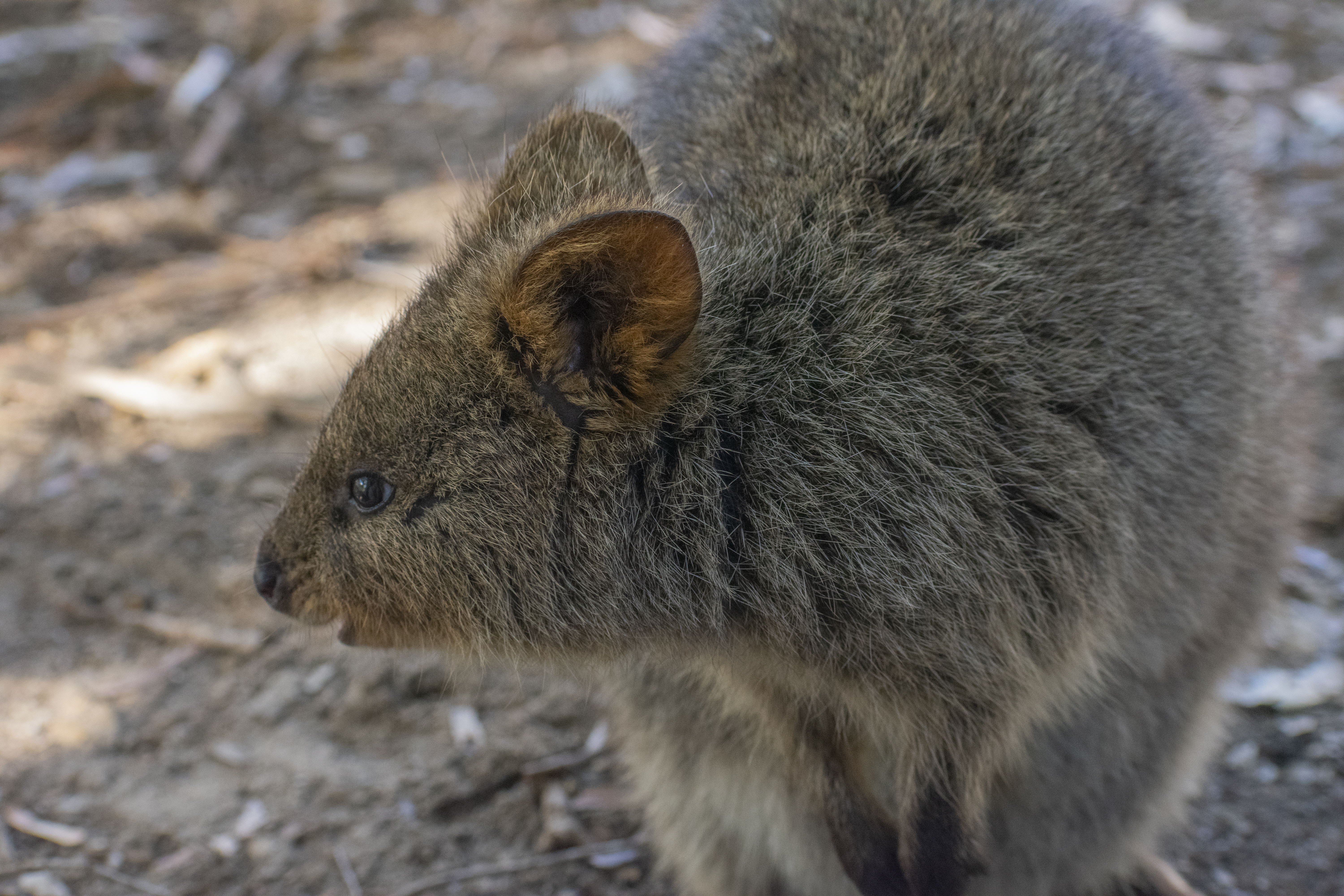 Quokka